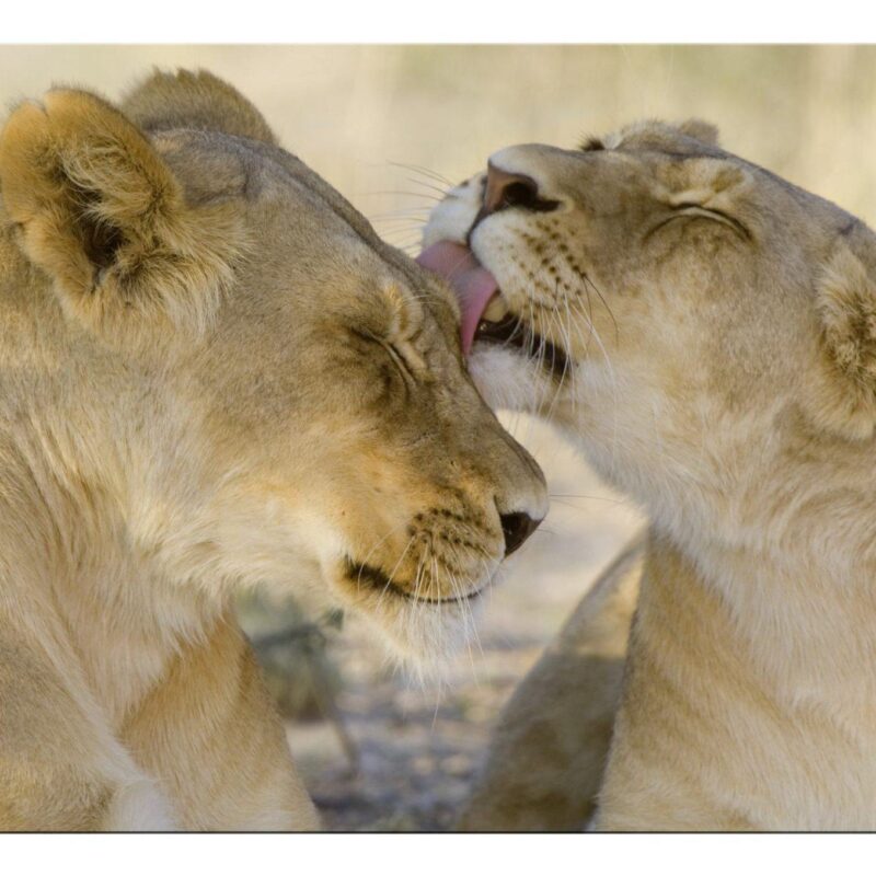 SPEEDLINK SL-6242-LION , SILK MOUSEPAD, LION