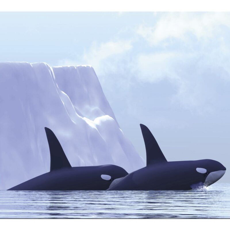 SPEEDLINK SL-6242-ORCA , SILK MOUSEPAD, ORCA